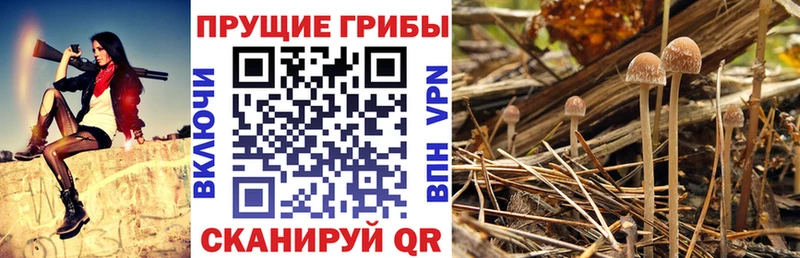 Галлюциногенные грибы Cubensis  как найти   Фурманов 